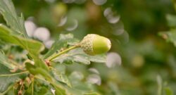 Little Green Acorn