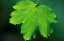 Maple Leaf
