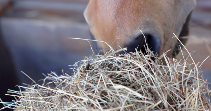 Horse's Nose with Roughage